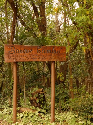 thumbnail_bosque cambuí