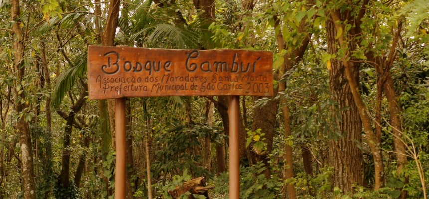 thumbnail_bosque cambuí