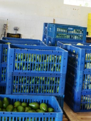 banco de alimentos (34)
