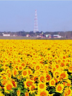 fotos_bancoimagem_392