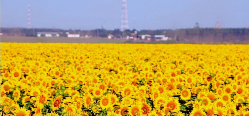 fotos_bancoimagem_392