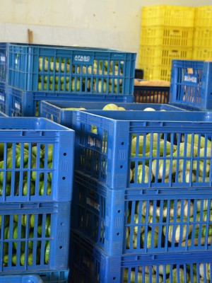 banco de alimentos (33)