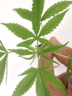 folha_maconha_divulgacao_policia_federal