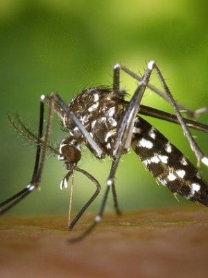 dengue-alerta