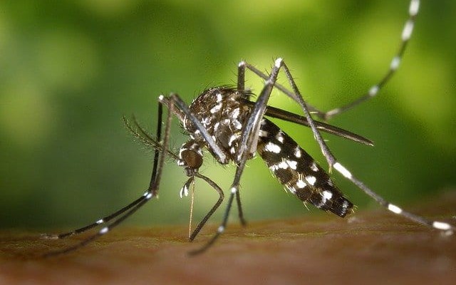 dengue-alerta