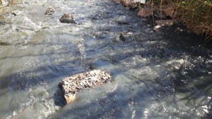 IMG-20210810-WA0029