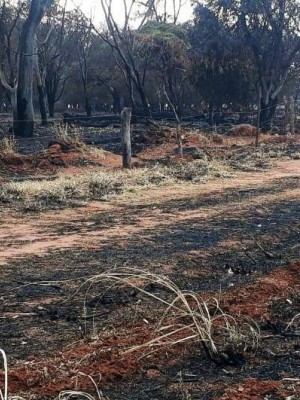 propriedade-rural-e-multada-em-mais-de-r-100-mil-por-queimada-em-araraquara-lHPK