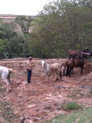 Cavalo-7