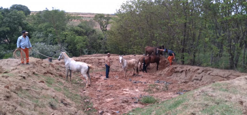 Cavalo-7
