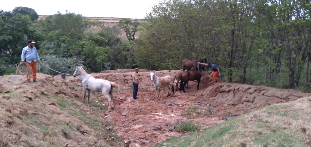 Cavalo-7