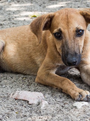 tutores-devem-vacinar-caes-contra-a-cinomose-XKQ5