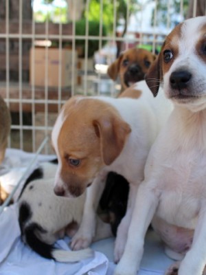 thumbnail_Colonia animais (1)