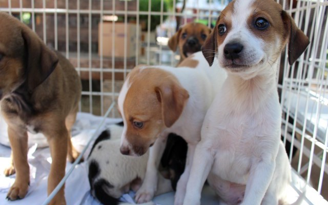 thumbnail_Colonia animais (1)