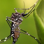 thumbnail_Dengue-860x400