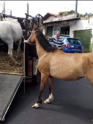 cavalos