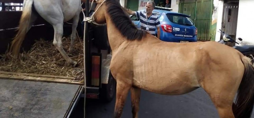 cavalos