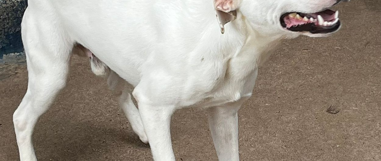 AdocaoPet
