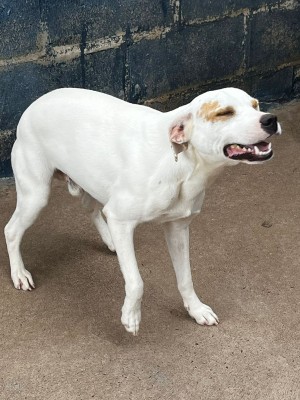 AdocaoPet