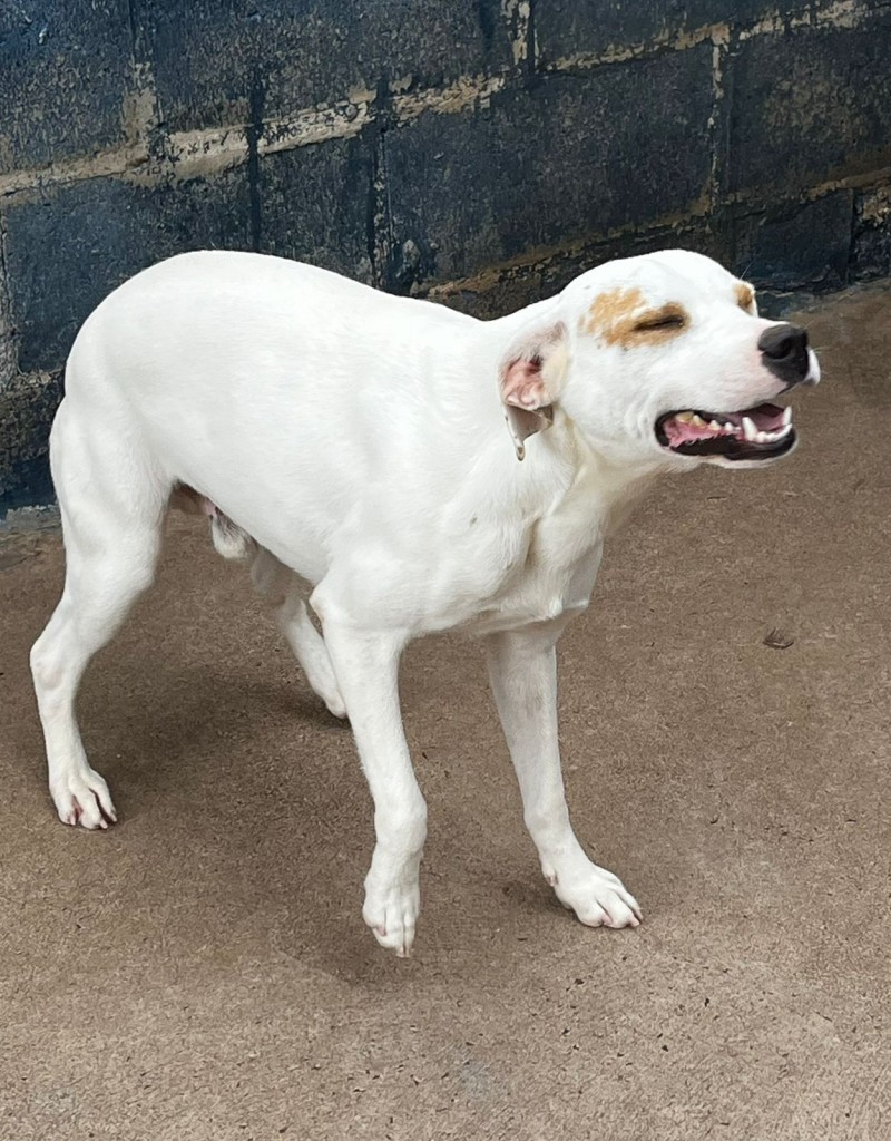 AdocaoPet