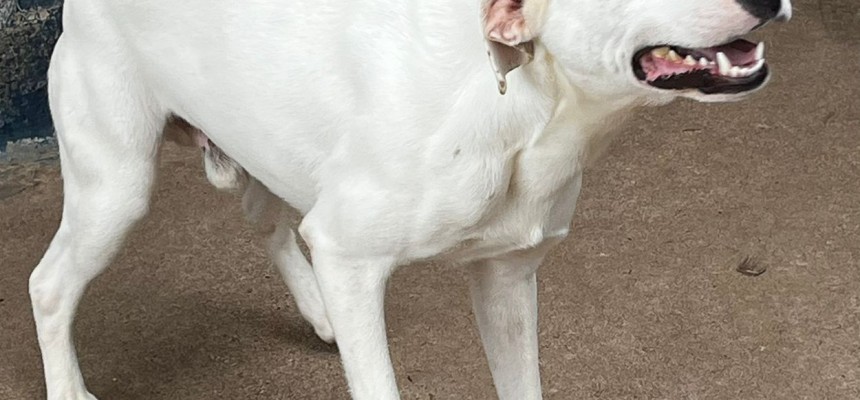 AdocaoPet
