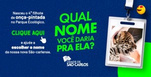 VotacaoOnca